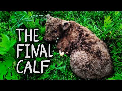 The Last Calf of the Year was Just Born