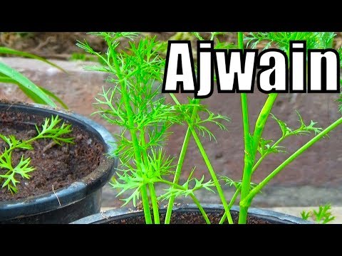 718# how to grow ajwain from seeds | first video on youtube with result (Urdu/hindi)