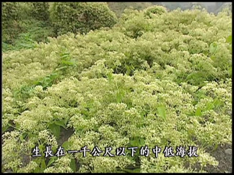 17我們的島 第193集 異域澤蘭 (2003-01-27) - YouTube(12分58秒)