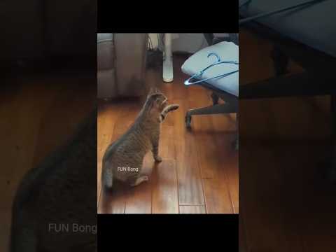 Ungli mat karo 🤣🤪 #funnyanimals #funnyshorts #ytshorts