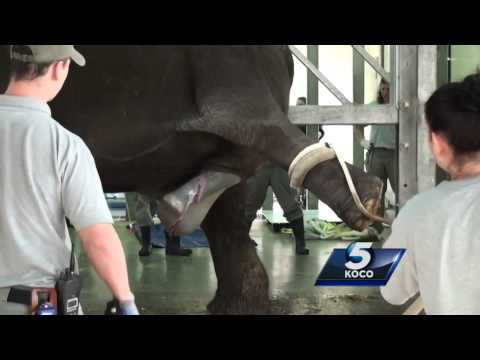 GRAPHIC: Baby elephant birth
