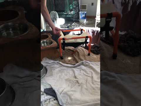 Pekin Duck Waddles Loved His Wheelchair