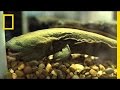 Hellbenders and Their Environmental Challenges