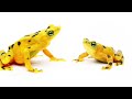 Animal Competition and Mating Strategies