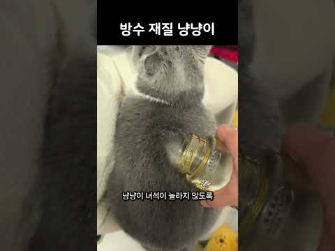 방수재질 냥냥이