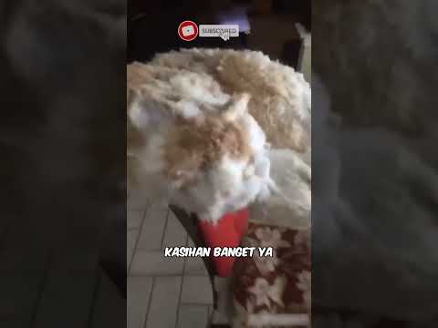 Kasian banget, kucing ini beku karena musim salju