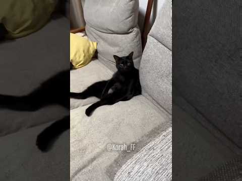 El amor de los gatos es otra cosa