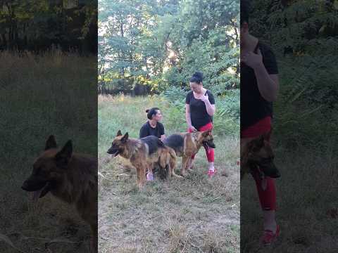 German Shepherds Nora and Ares.