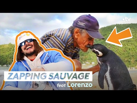 Ce manchot est plus fidèle que Lorenzo ! - ZAPPING SAUVAGE