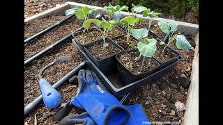 Grow Organic Bug-Free Broccoli (2026) #18