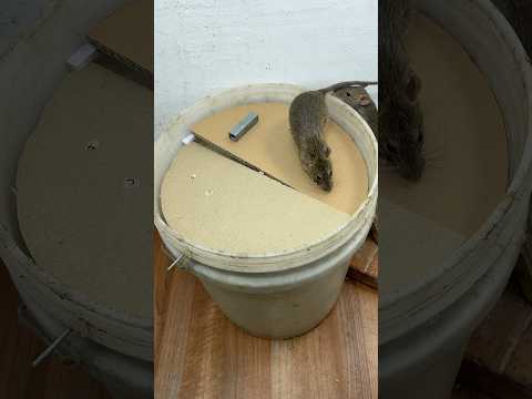 Homemade trap/create extremely effective homemade mouse traps #rat #rattrap #pets