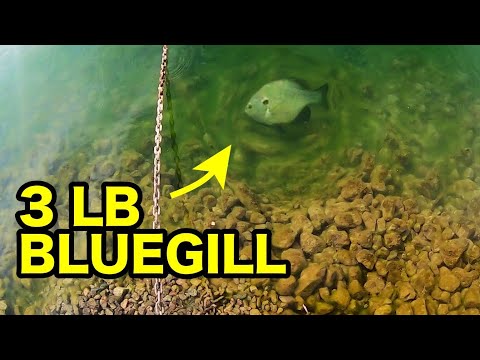 SIGHT FISHING a 3 LB BLUEGILL in CRYSTAL CLEAR WATER!!