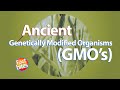 Banana and GMO Knowledge Assessment