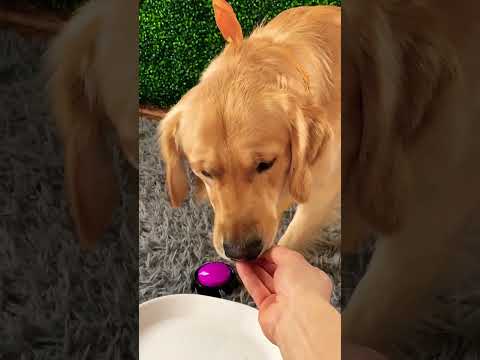 Funny Dog INSTANTLY REGRETS Button Choice ??