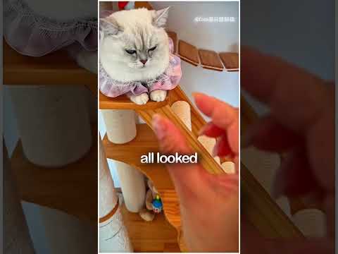 The Guilty Cat has Been Caught