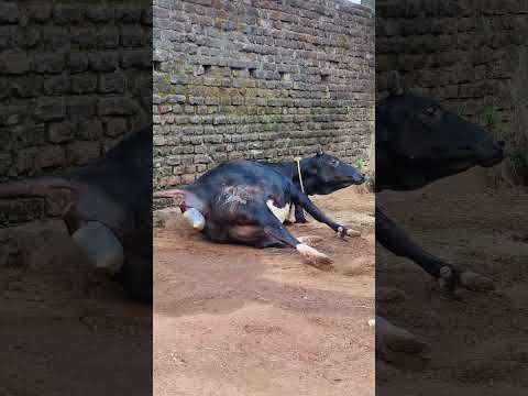 cow giving birth naturally