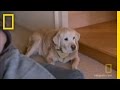 Training Older and Younger Dogs
