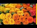 Ecuadorian Flower Industry Insights
