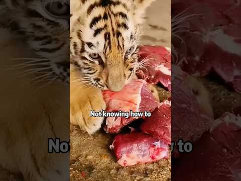 🐅🙏🆘 LOST TIGER CUB ADOPTS DAD! FOLLOWS HIM HOME ❤️😲💥#animals #rescue #lovestory #shorts #tiger