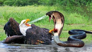 عالم الحيوان🌍 اقترب هذا النسر من الأفعى🦅🐍 ولكن ما حدث لم يكن متوقّعًا 😱💥 #عالم_الحيوان
