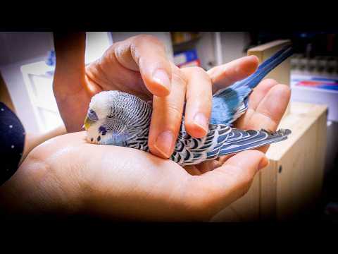 How to Help Yourself after Budgie loss