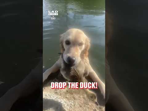 My dog thought the duck needed saving from the water 🤣 (🎥: Collab)