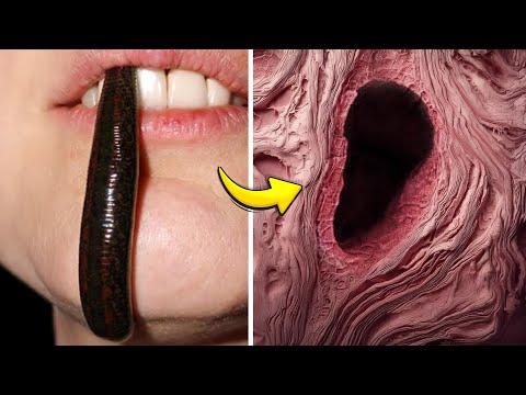 15 COSAS QUE SOLO SE PUEDEN VER BAJO EL MICROSCOPIO