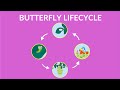 Exploring the Stages of a Butterfly's Life Cycle