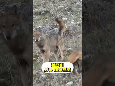 늑대에게 다굴당한 강아지의 놀라운 대응