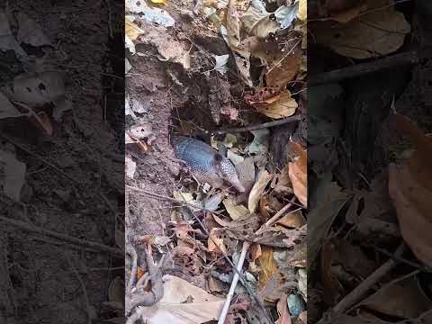 Tempo de reprodução dos tatús respeitem #melhorvídeo #paisagemnatural #humor #naturezasurpreendente