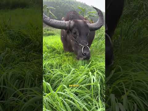 Técnicas de doma fina