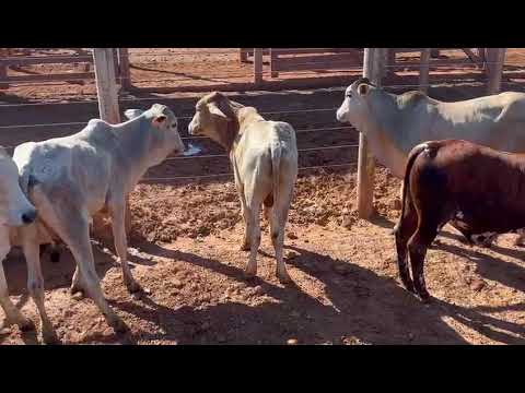 LOTE 27