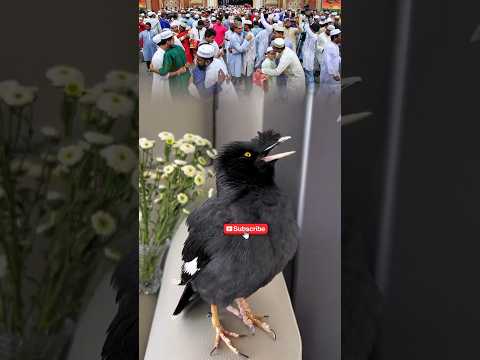 Shalik bird wishes everyone Eid greetings. #talkingbirds #shalikpakhi