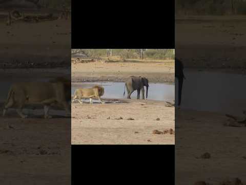 lion killed baby elephant|| #shorts #animal #facts