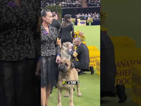 Quand un Husky défie son maître en plein concours ! 🏆🔥#shorts