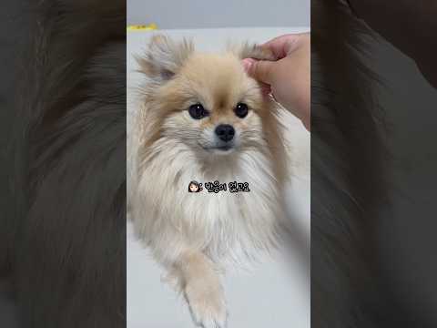 포메는 사납다는 말에 공감할 수 없는 갱이씨