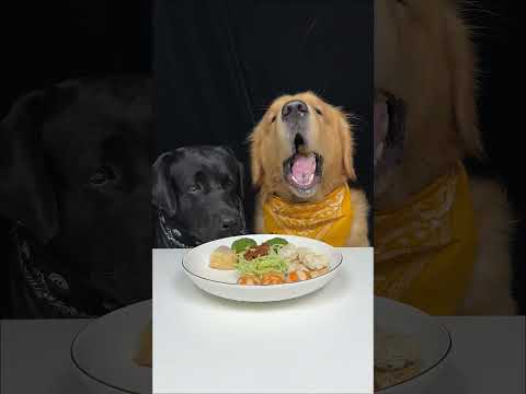 We Don't Want To Eat, We Want A Girlfriend. Golden and Labrador. Cute Pet Debut Plan