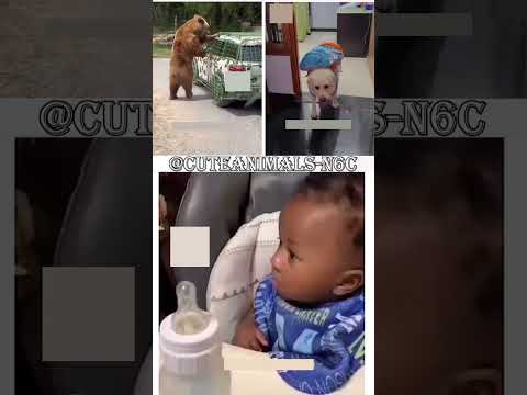 cute animals funny video trending shorts 🥰 #cuteanimalsfunnyvideos #funnycomedyshortsinhindi #funny