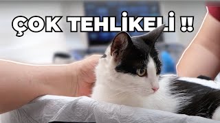 Hamile Kedi Düşük Yaptı! (Kontrol Ve Tedavi Süreci)
