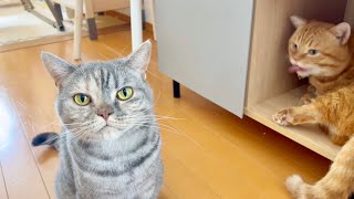 あたいの取り扱い説明書。