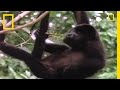 Howler Monkeys: Behavior and Habitat