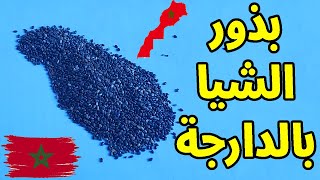 أسرار بذور الشيا و منافعها وما اسمها في المغرب 🇲🇦