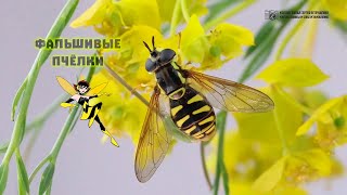 Стать пчелой или осой. Обманная раскраска у мух, жуков и других насекомых. // Clever Cricket