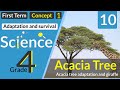 Savannah Ecosystem and Acacia Trees