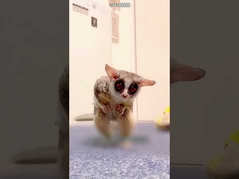 The Funniest Animal Hide & Seek! ๐