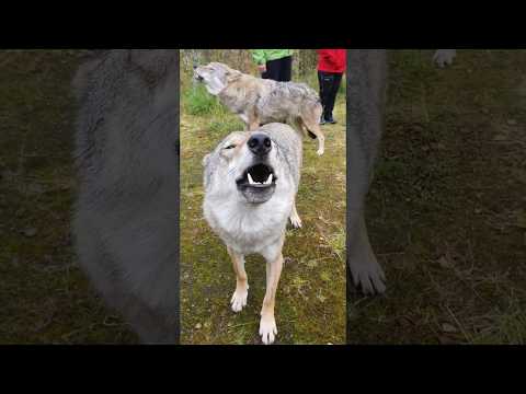 The wolf howling 😍 Have sound on!