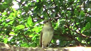 Bigodinho cantando muito na natureza gravado em 02 06 2025  N 446