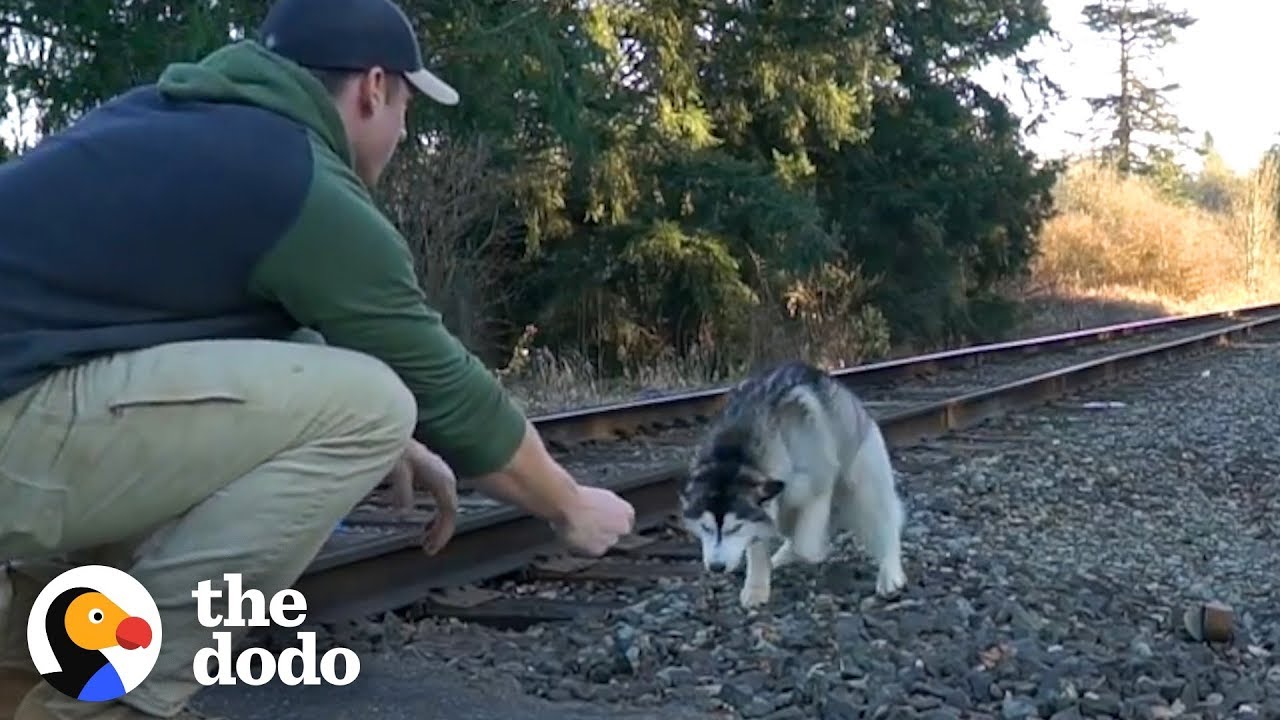 Guy Finds Lost Husky On Train Tracks