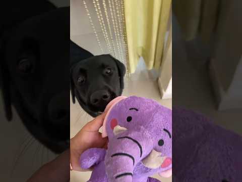 Bichara baby😭#ytshorts #shortsfeed #kedgy_karuna #dogshorts #labrador #funnydogs #weekendvibes