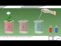 Understanding Water Movement in Plants